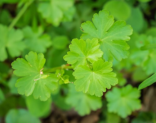 Shining geranium: Geranium lucidum in commune of Mouret, Aveyron, France