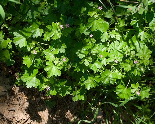 Shining geranium: Geranium lucidum ( Geraniaceae ) en Losar de la Vera ( Cáceres , España ).