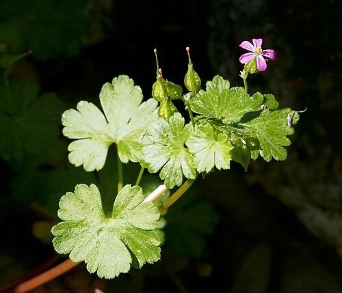 Shining geranium: Geranium lucidum . Losar de la Vera ( Cáceres , España ).