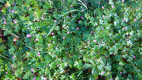 Shining geranium: Shining cranesbill ( Geranium lucidum ) on a roadside near Boughton-on-Blean in Kent.