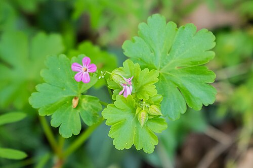 Shining geranium: Geranium lucidum in commune of Mouret, Aveyron, France