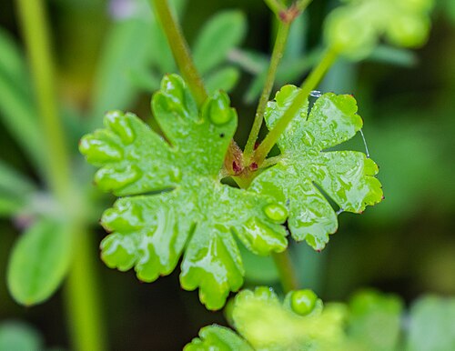 Shining geranium: Geranium lucidum in commune of Druelle Balsac , Aveyron, France