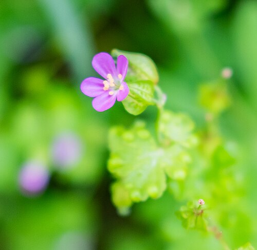 Shining geranium: Geranium lucidum in commune of Druelle Balsac , Aveyron, France