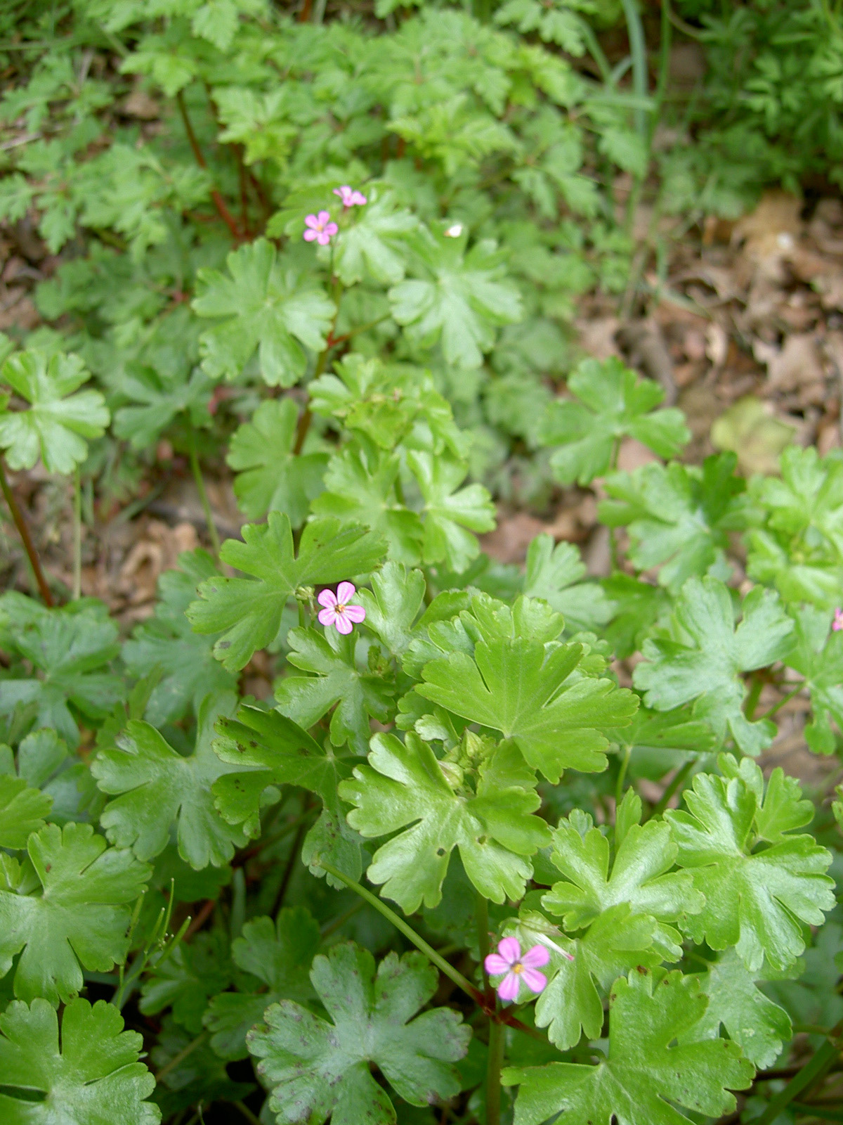 Shining geranium: Geranium lucidum, Manche, France