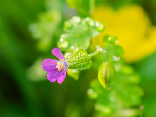 Shining geranium: Geranium lucidum in commune of Druelle Balsac , Aveyron, France