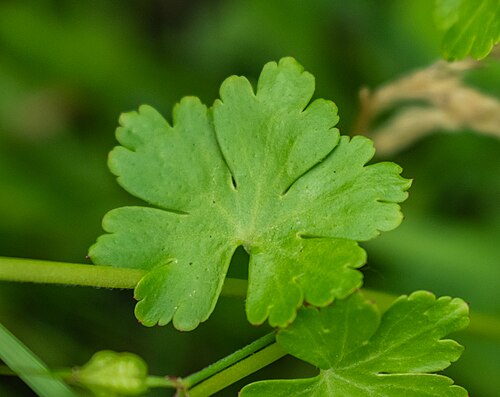 Shining geranium: Geranium lucidum in commune of Onet-le-Château , Aveyron, France