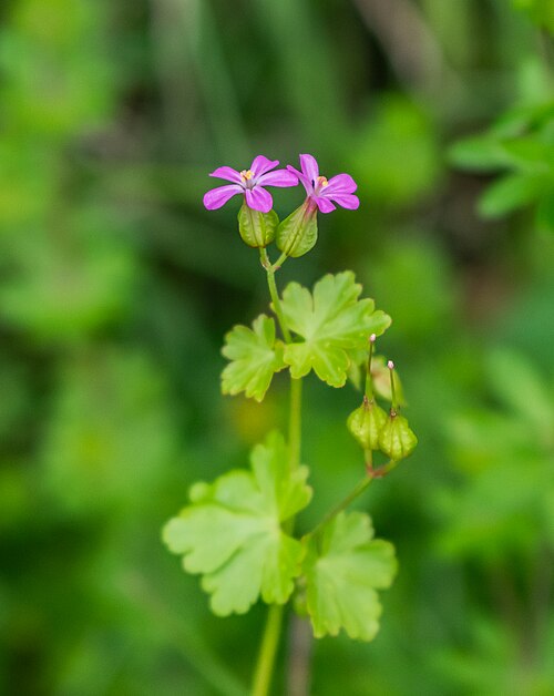 Shining geranium: Geranium lucidum in commune of Onet-le-Château , Aveyron, France