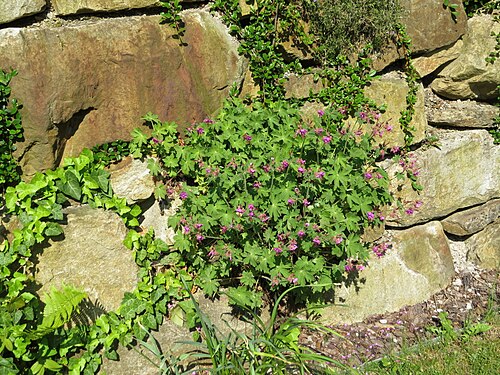 Cranesbill: Geranium macrorrhizum (Rock Crane's-bill) at Bichlhäusl in Frankenfels, Austria