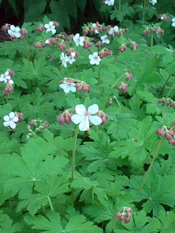 Cranesbill (Geranium macrorrhizum)