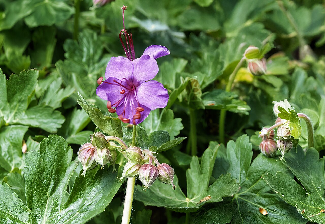 Cranesbill: Geranium macrorrhizum - Inflorescence and foliage