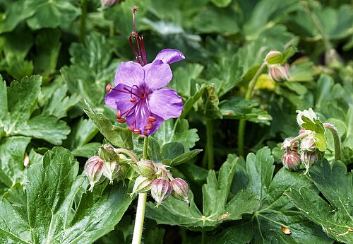 Cranesbill: Geranium macrorrhizum - Inflorescence and foliage
