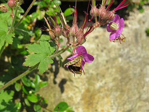 Cranesbill: Carterocephalus palaemon (chequered skipper) on Geranium macrorrhizum (rock Crane's-bill) at Bichlhäusl, Tiefgrabenrotte, Frankenfels, Austria