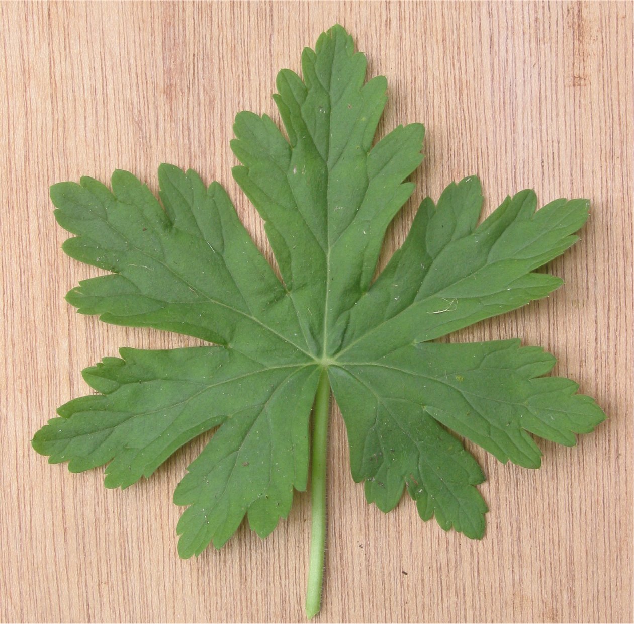 Cranesbill: Geranium macrorhiza leaf (nl:blad);