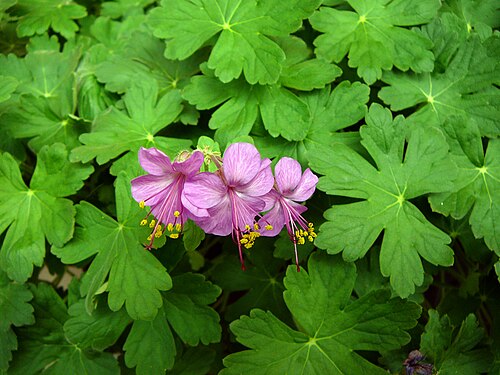 Cranesbill: geranium