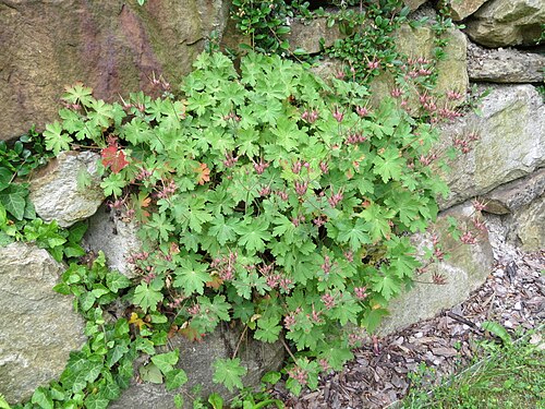 Cranesbill: Geranium macrorrhizum (Rock Crane's-bill) at Bichlhäusl in Frankenfels, Austria