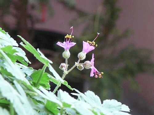Cranesbill: geranium
