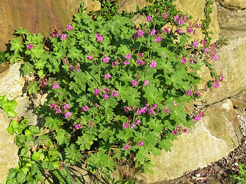Cranesbill: Geranium macrorrhizum (Rock Crane's-bill) at Bichlhäusl in Frankenfels, Austria