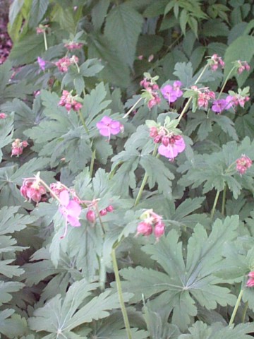 Cranesbill (Geranium macrorrhizum)