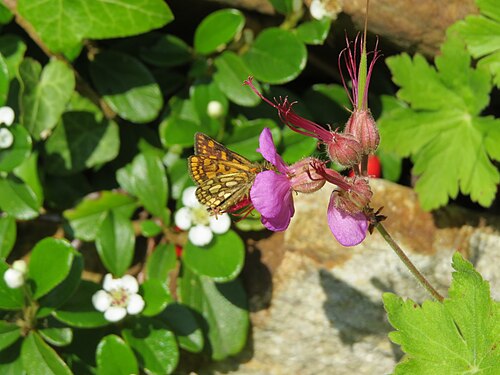Cranesbill: Carterocephalus palaemon (chequered skipper) on Geranium macrorrhizum (rock Crane's-bill) at Bichlhäusl, Tiefgrabenrotte, Frankenfels, Austria