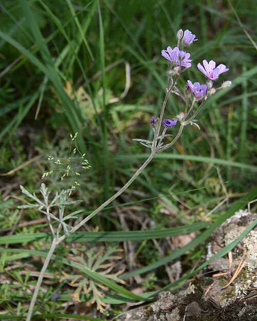 Geranium macrostylum: Geranium macrostylum , Storchschnabelgewächse (Geraniaceae) - Türkei/Türkiye/Turkey: Prov. Bolu/Bolu ili, Köroğlu Dağları, 19-20 km S Bolu, an der Straße nach K
