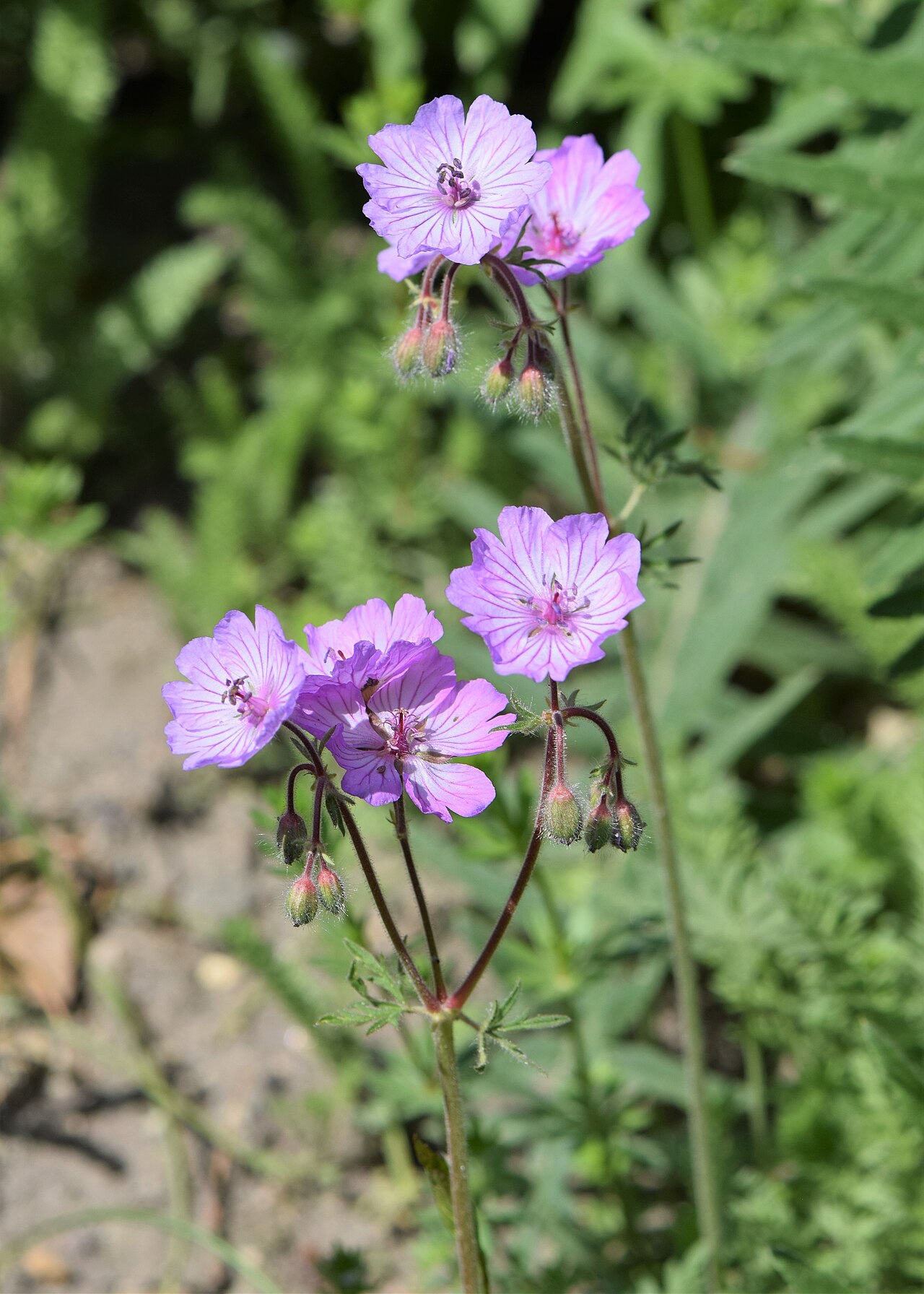 Geranium macrostylum: Geranium macrostylum in the Botanischer Garten, Berlin-Dahlem