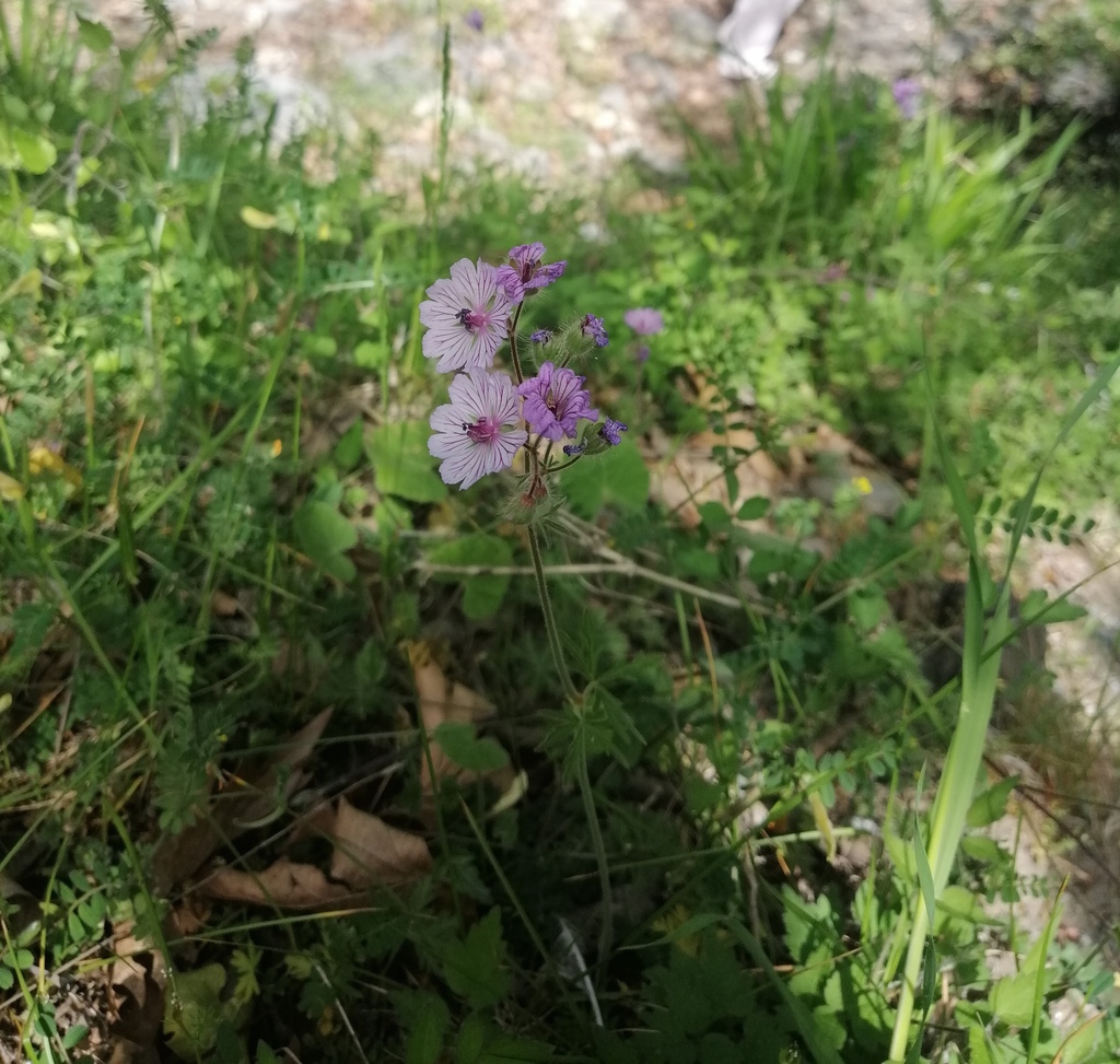 Geranium macrostylum (Geranium macrostylum)