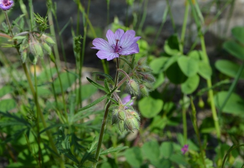 Geranium macrostylum (Geranium macrostylum)
