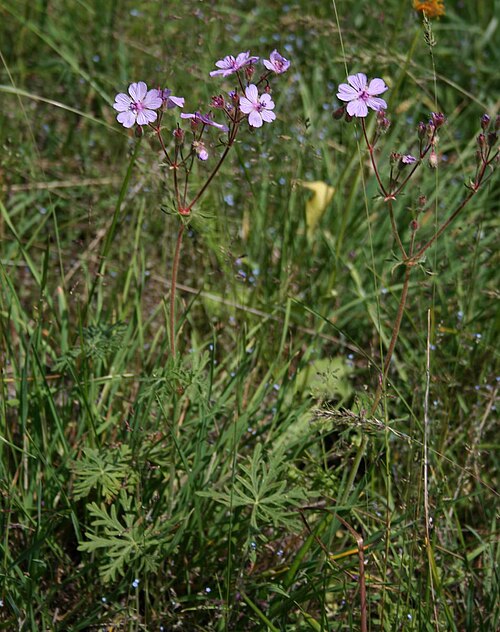Geranium macrostylum: Geranium macrostylum , Storchschnabelgewächse (Geraniaceae) - Türkei/Türkiye/Turkey: Prov. Bolu/Bolu ili, Köroğlu Dağları, 19-20 km S Bolu, an der Straße nach K