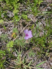 Geranium macrostylum (Geranium macrostylum)