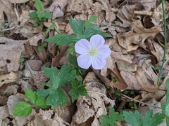 Spotted geranium (Geranium maculatum)