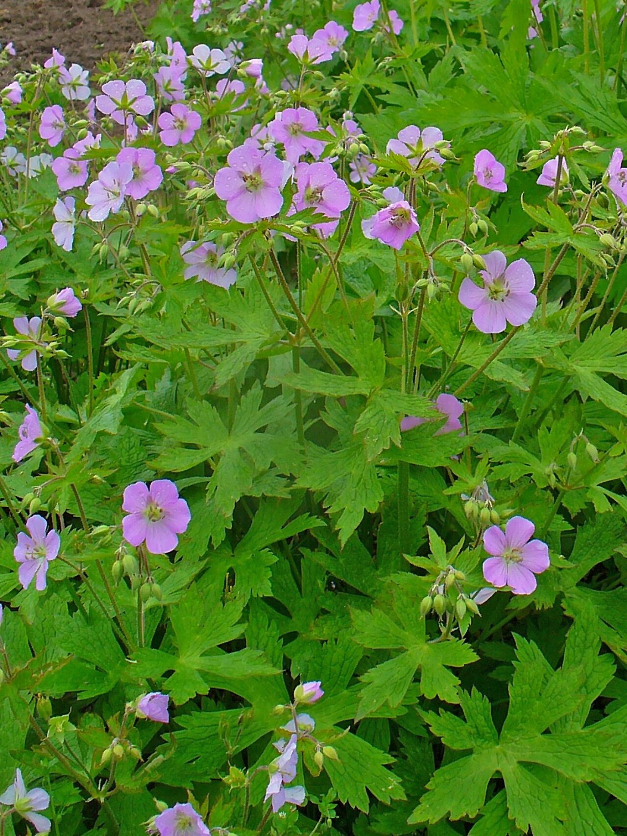 Spotted geranium: Geranium maculatum , Geraniaceae, Spotted Geranium, Wood Geranium, Wild Geranium, habitus. The fresh, underground parts of the plant are used in homeopathy as r