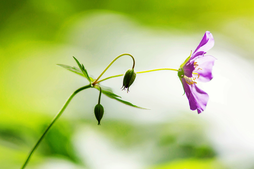 Spotted geranium (Geranium maculatum)