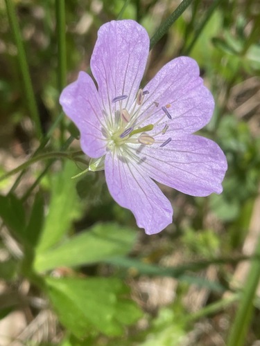 Spotted geranium (Geranium maculatum)
