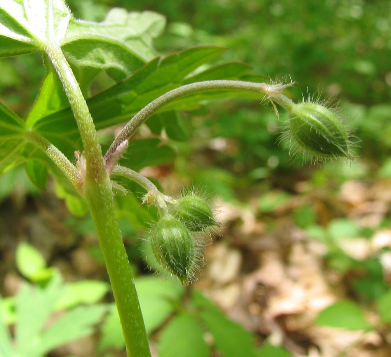 Spotted geranium (Geranium maculatum)