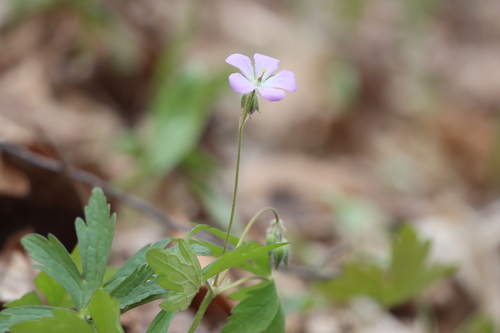 Spotted geranium (Geranium maculatum)