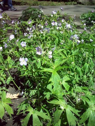 Spotted geranium (Geranium maculatum)