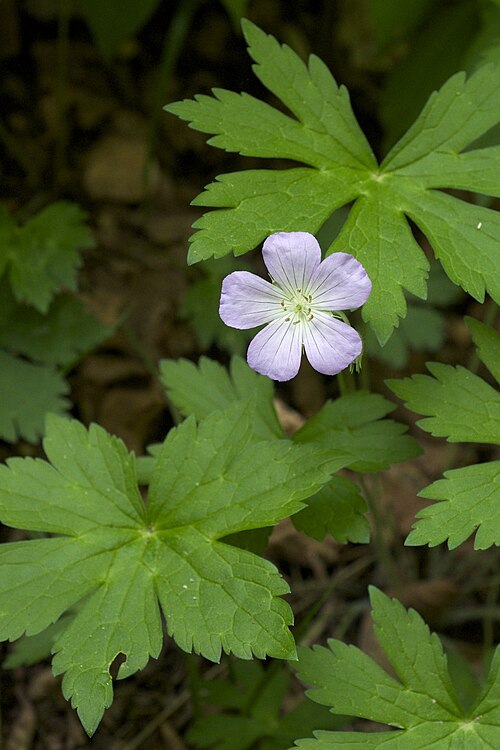 Spotted geranium: Species from eastern North America Common name: Spotted Geranium Photographed in Leatherwood Lake Park, Eureka Springs, Arkansas
