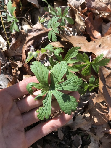 Spotted geranium (Geranium maculatum)
