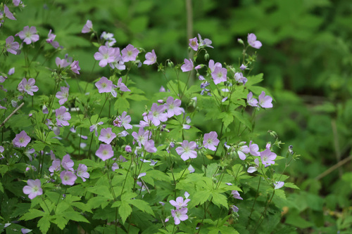 Spotted geranium (Geranium maculatum)