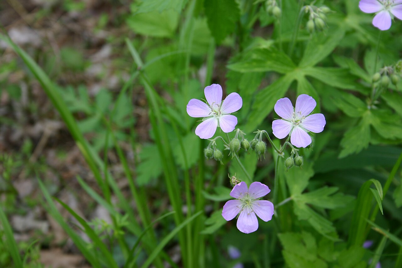 Spotted geranium: Geranium maculatum