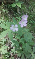 Spotted geranium (Geranium maculatum)