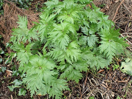 Madiera cranesbill (Geranium maderense)