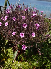 Madiera cranesbill (Geranium maderense)