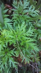 Madiera cranesbill (Geranium maderense)