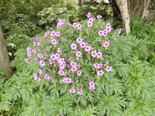 Madiera cranesbill (Geranium maderense)