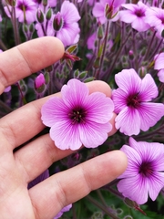 Madiera cranesbill (Geranium maderense)