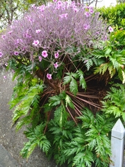 Madiera cranesbill (Geranium maderense)