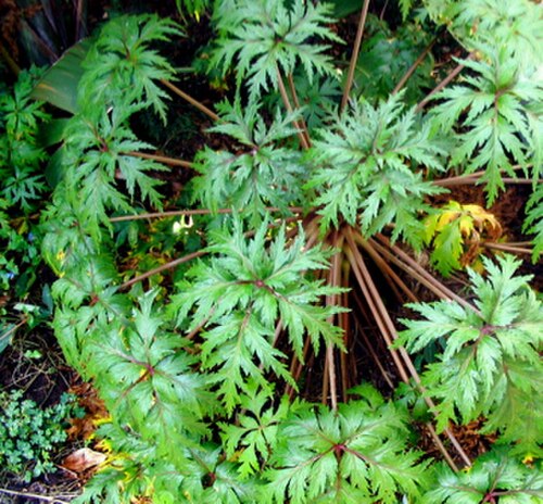 Madiera cranesbill: Photo of Geranium maderense growing in Encinitas, CA, USA.