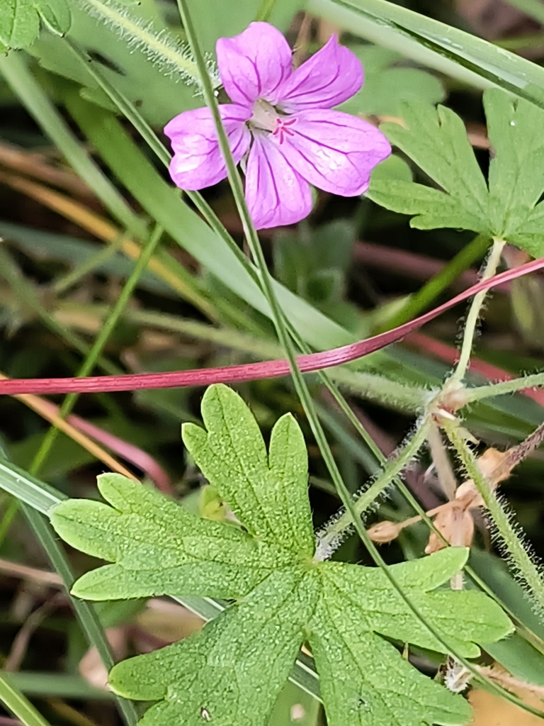 Geranium magellanicum (Geranium magellanicum)