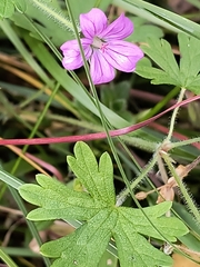 Geranium magellanicum (Geranium magellanicum)